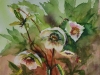 Aquarel Helleborus met Libelle, maat 36 x 28 cm te koop