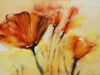 calif.poppies aquarel